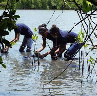 A restored mangrove ecosystem