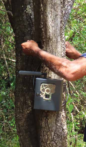 A camera trap used to monitor wildlife on a MAS conservation project