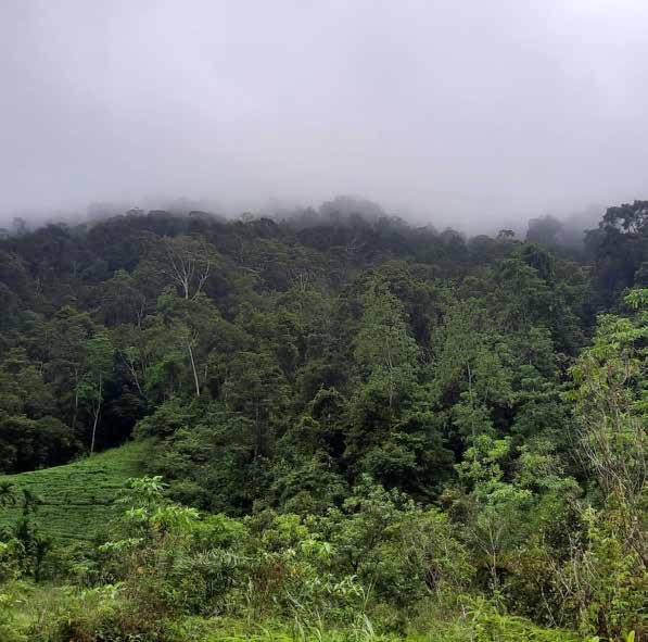 Wet-zone leopard habitat protected under the MAS conservation programme